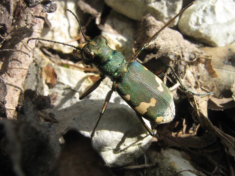 Cicindela maschio e femmina??